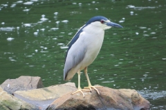 Ślepowron