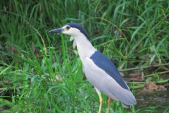 Ślepowron