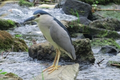 Ślepowron