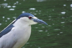 Ślepowron