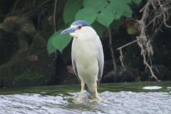 Ślepowron