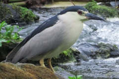 Ślepowron