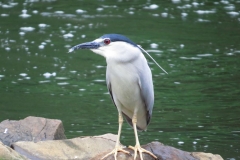 Ślepowron