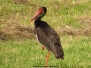 Bocian czarny