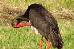 Bocian czarny