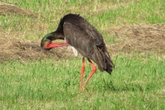Bocian czarny