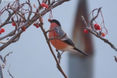 27 12 2021 gil zrywa jarzebine1
