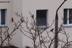 04 01 2022 Sześć gili i wróbel