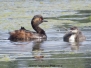 Zausznik (Podiceps nigricollis) EN The black-necked grebe (the eared grebe)