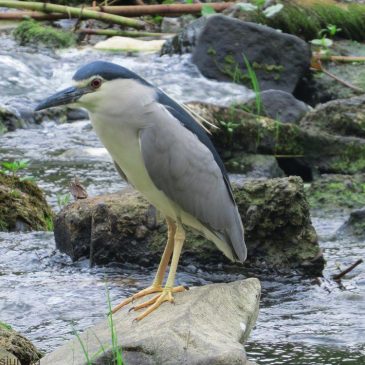 Ślepowron (Nycticorax nycticorax) The black-crowned night heron
